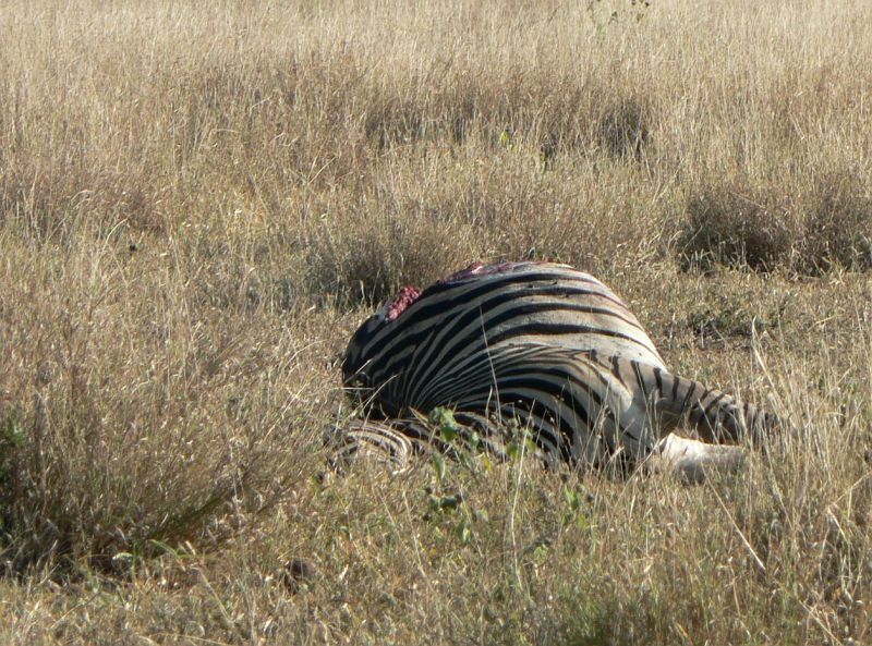 JAR 262_zebr_mrt.JPG - Kousek od cesty ležela tato ožraná zebra, kterou nejspíš v noci ulovili lvi, které jsme před tím fotili.